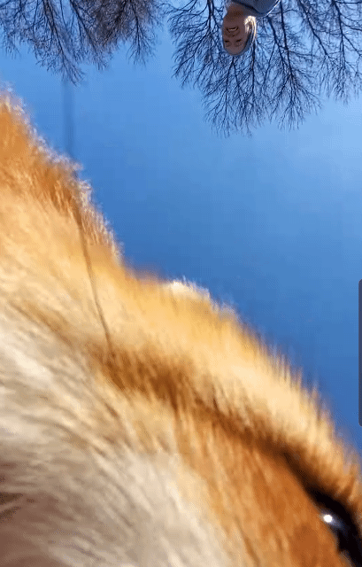 주인-핸드폰-물고-튀는-여우-1-이미지