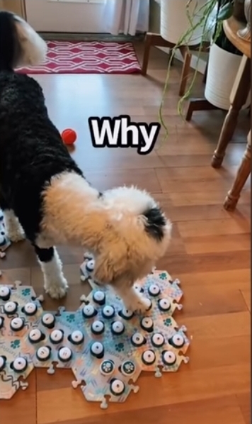 집사에게-예전에-개였냐고-물어보는-버니-🐶-15-이미지