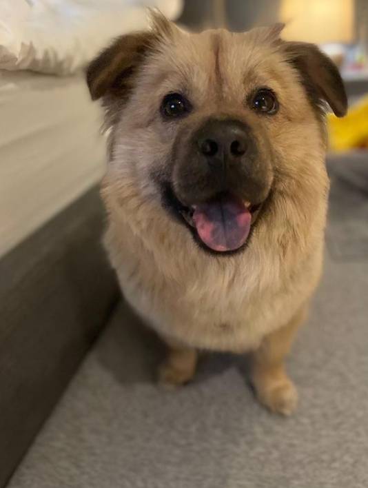 유기견,-유기묘를-입양한-연예인들-0-이미지