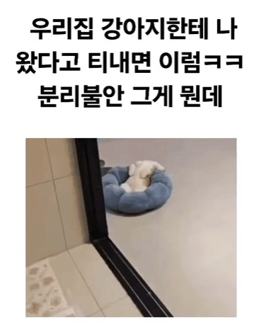 내가-오면-인사는-잘해주는-우리집-강아지-1-이미지