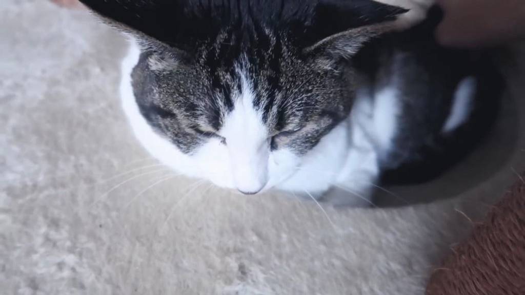 유기견,-유기묘를-입양한-연예인들-30-이미지