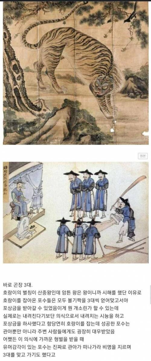 조선시대에-호랑이잡으면-받는-포상중-하나-0-이미지