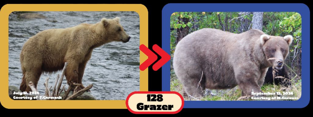 동면-직전-시즌에-살크업한-곰의-몸-상태-4-이미지