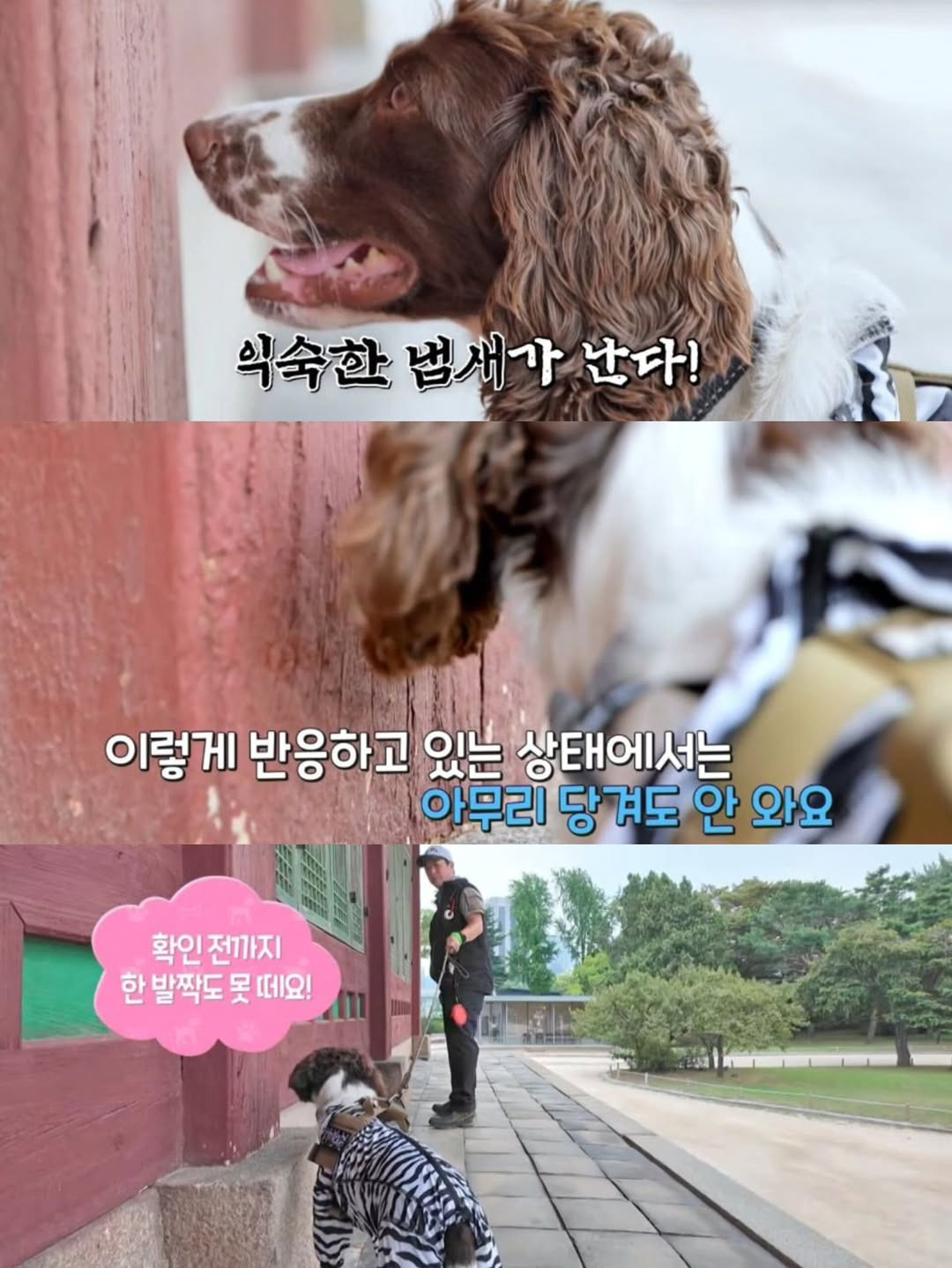 강아지-출입금지인-경복궁에-강아지-데려갔다고-4-이미지