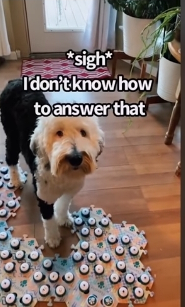 집사에게-예전에-개였냐고-물어보는-버니-🐶-18-이미지