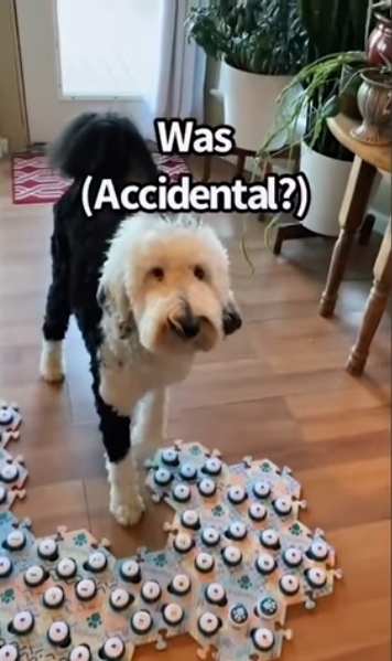 집사에게-예전에-개였냐고-물어보는-버니-🐶-2-이미지