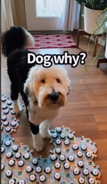 집사에게-예전에-개였냐고-물어보는-버니-🐶-17-이미지