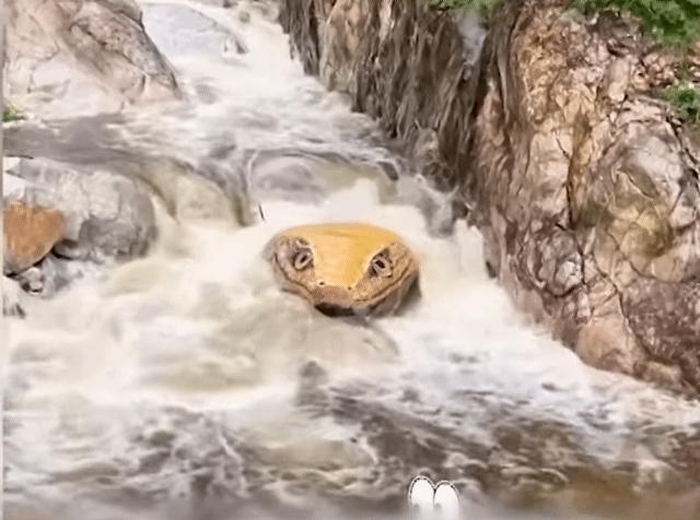 중국-허난성-계곡-거대뱀-출몰-1-이미지