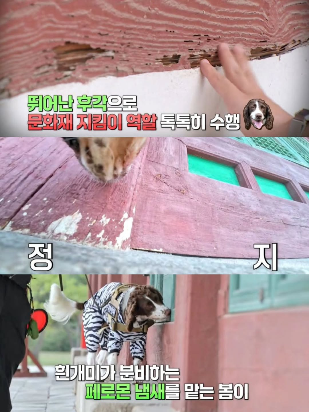 강아지-출입금지인-경복궁에-강아지-데려갔다고-3-이미지