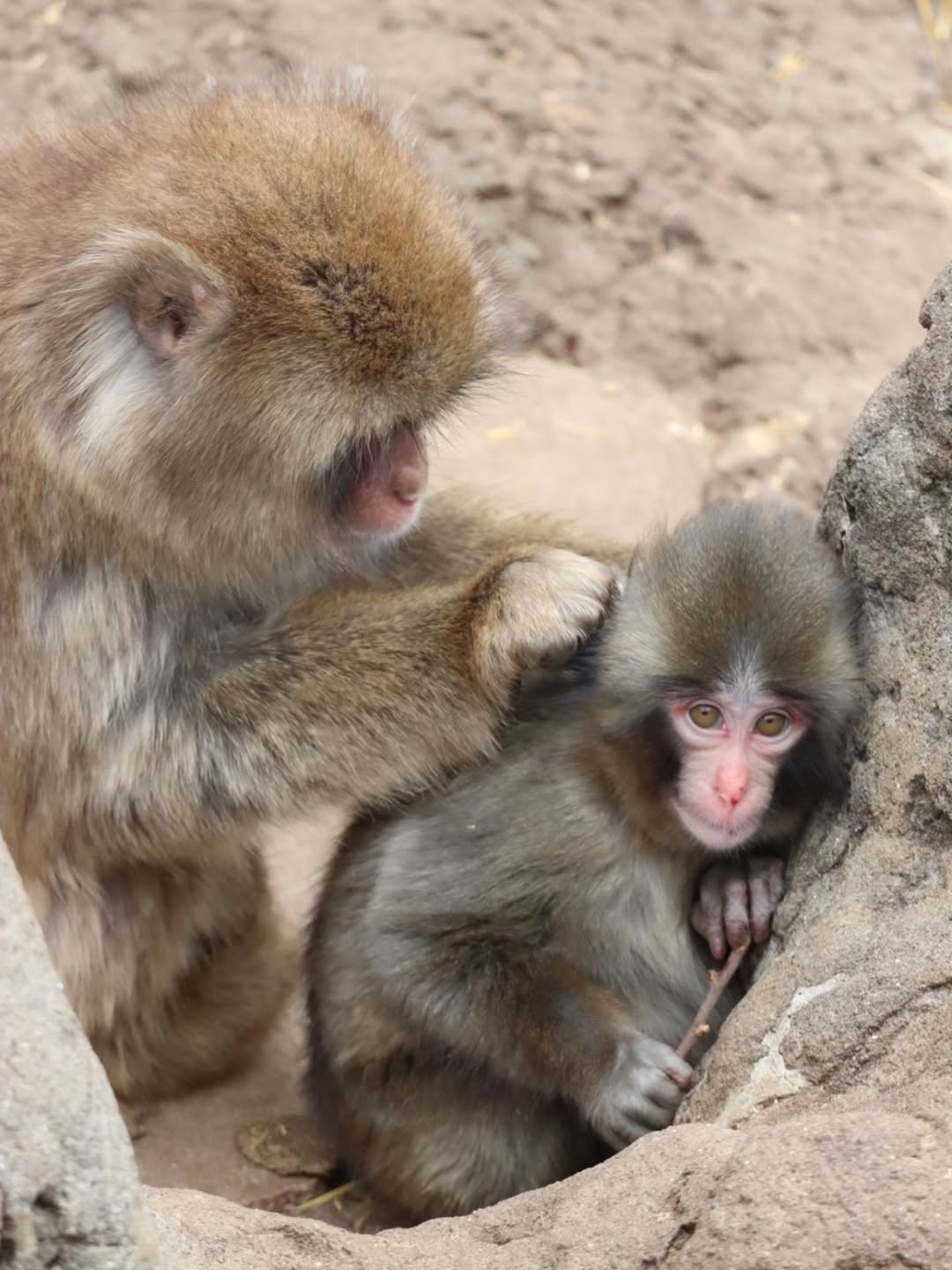 형아숭이한테-꼬옥-안겨있는-새끼-원숭이-펀치-10-이미지