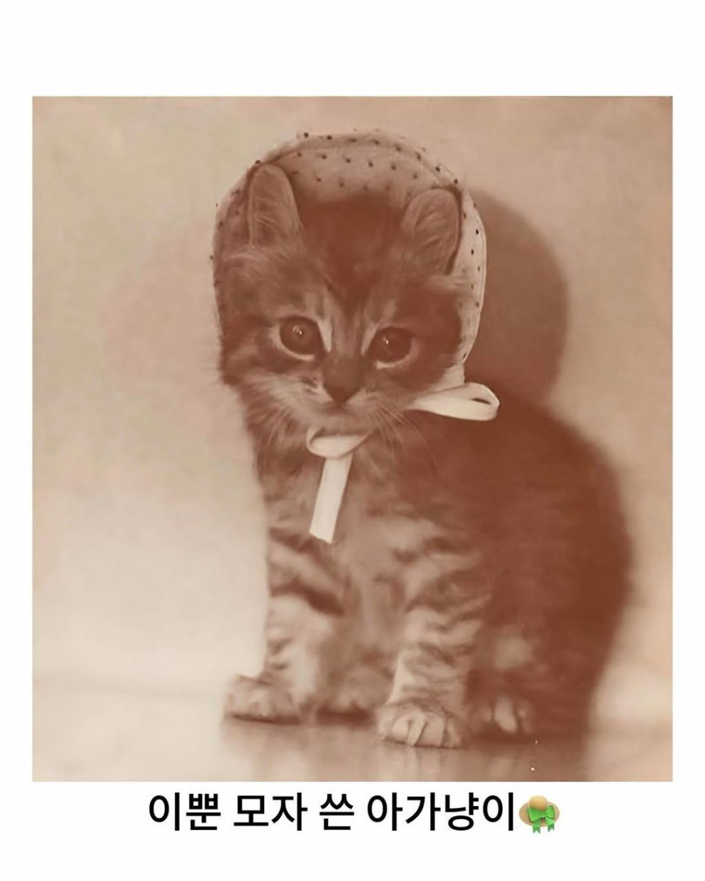 예전이나-지금이나-고양이-자랑은-참는게-아님-3-이미지