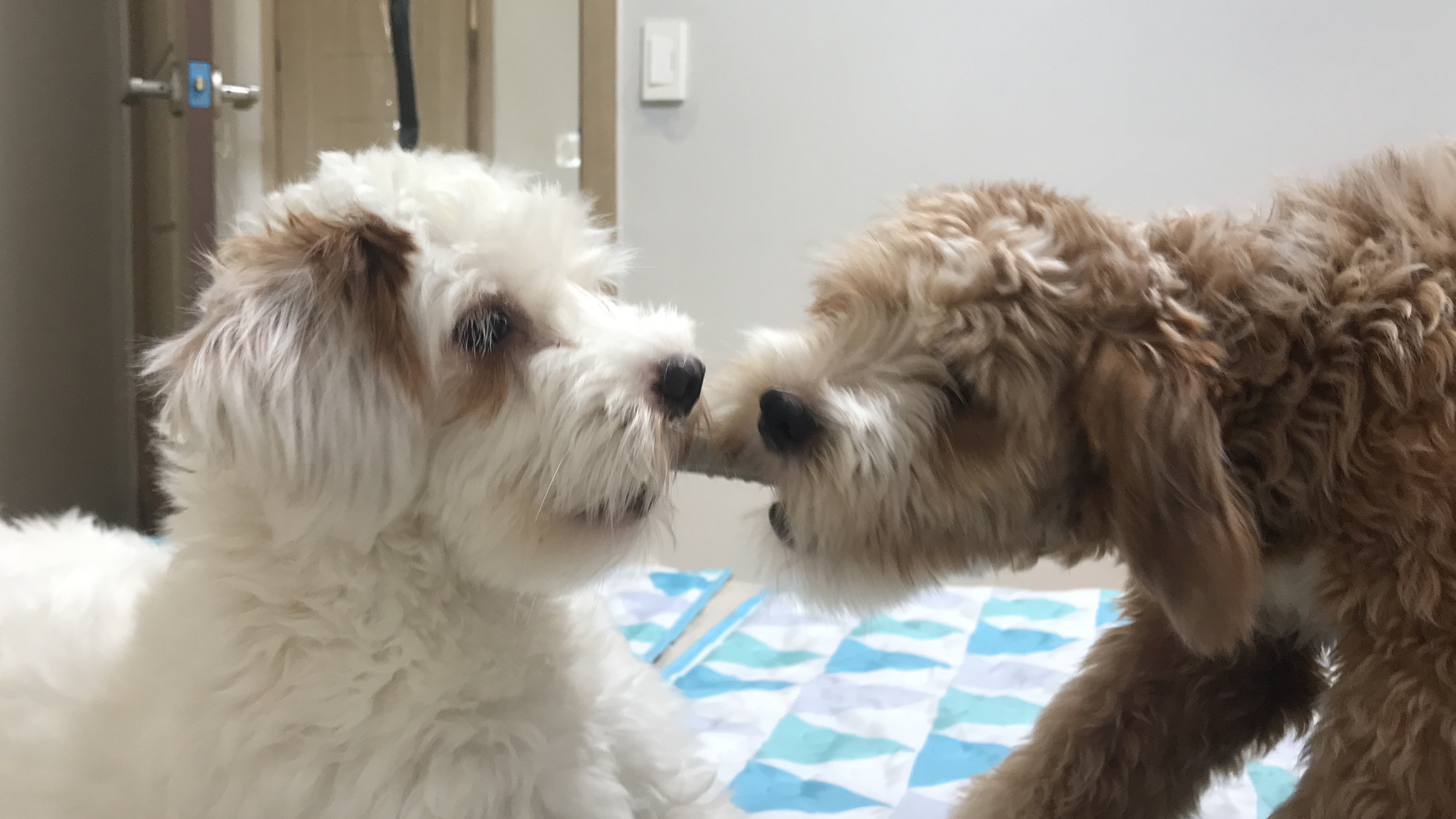 유기견-남매-데려왔는데-너무-귀여워ㅠㅠ-근데-너무-커버렸어;;-46-이미지