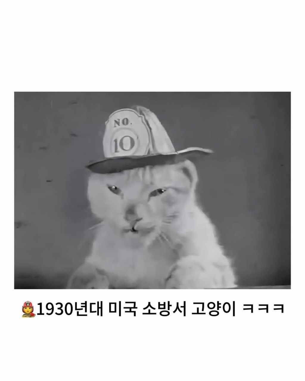 예전이나-지금이나-고양이-자랑은-참는게-아님-4-이미지
