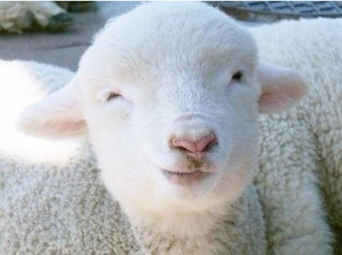 극한직업-구몬쌤-8-이미지