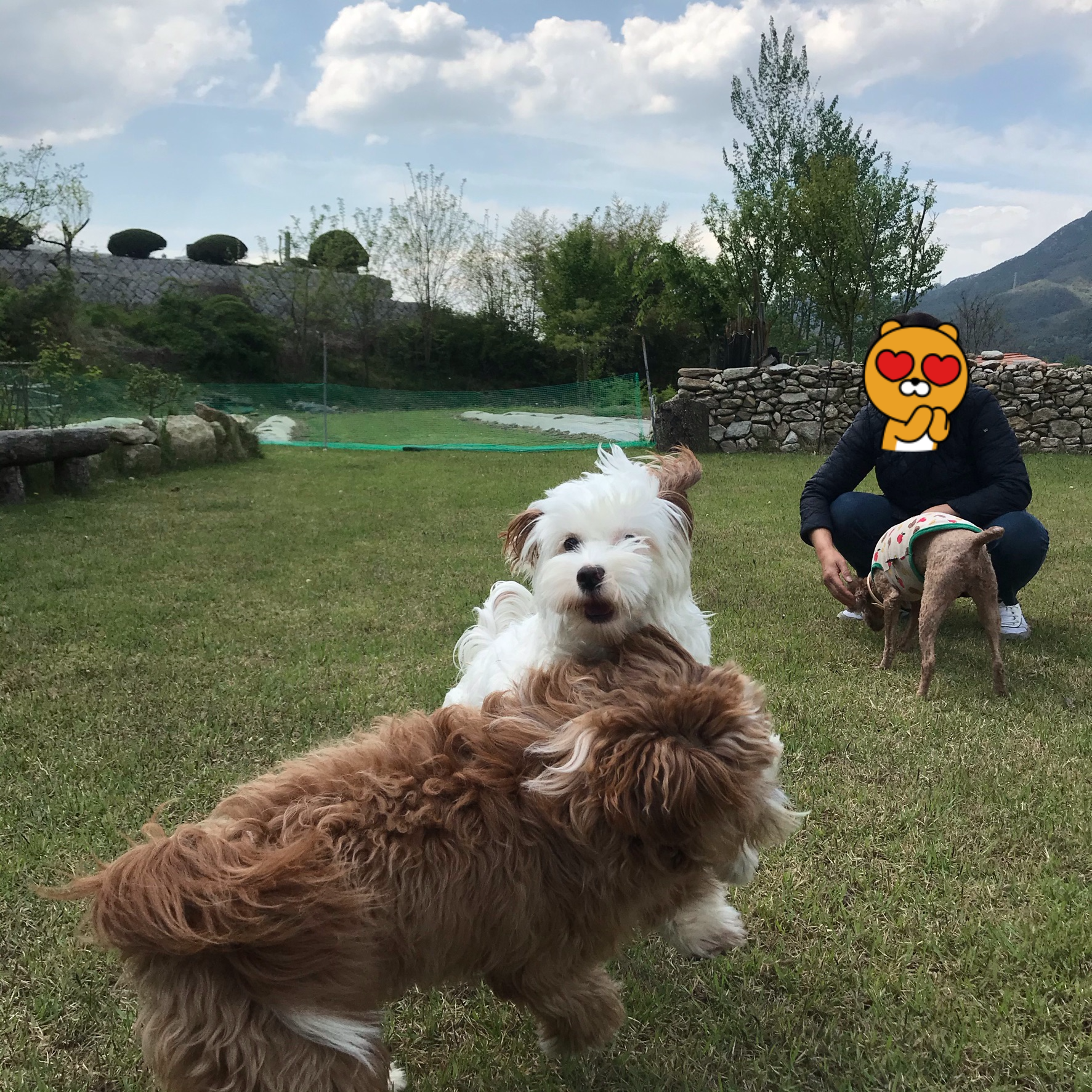 유기견-남매-데려왔는데-너무-귀여워ㅠㅠ-근데-너무-커버렸어;;-24-이미지