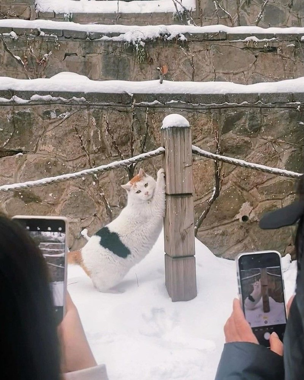 인류-역사상-가장-오래된-고양이의-이름-3-이미지