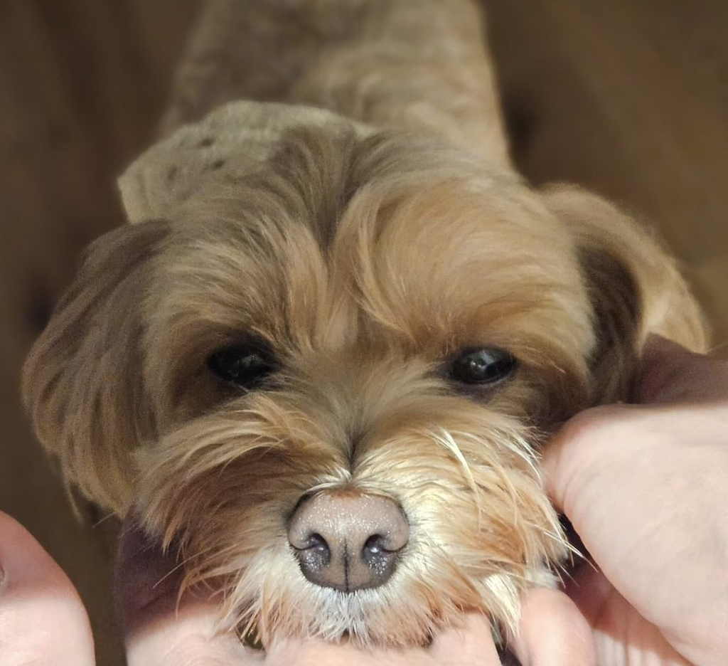 화사-강아지-“똥꼬”-영어이름은..-17-이미지