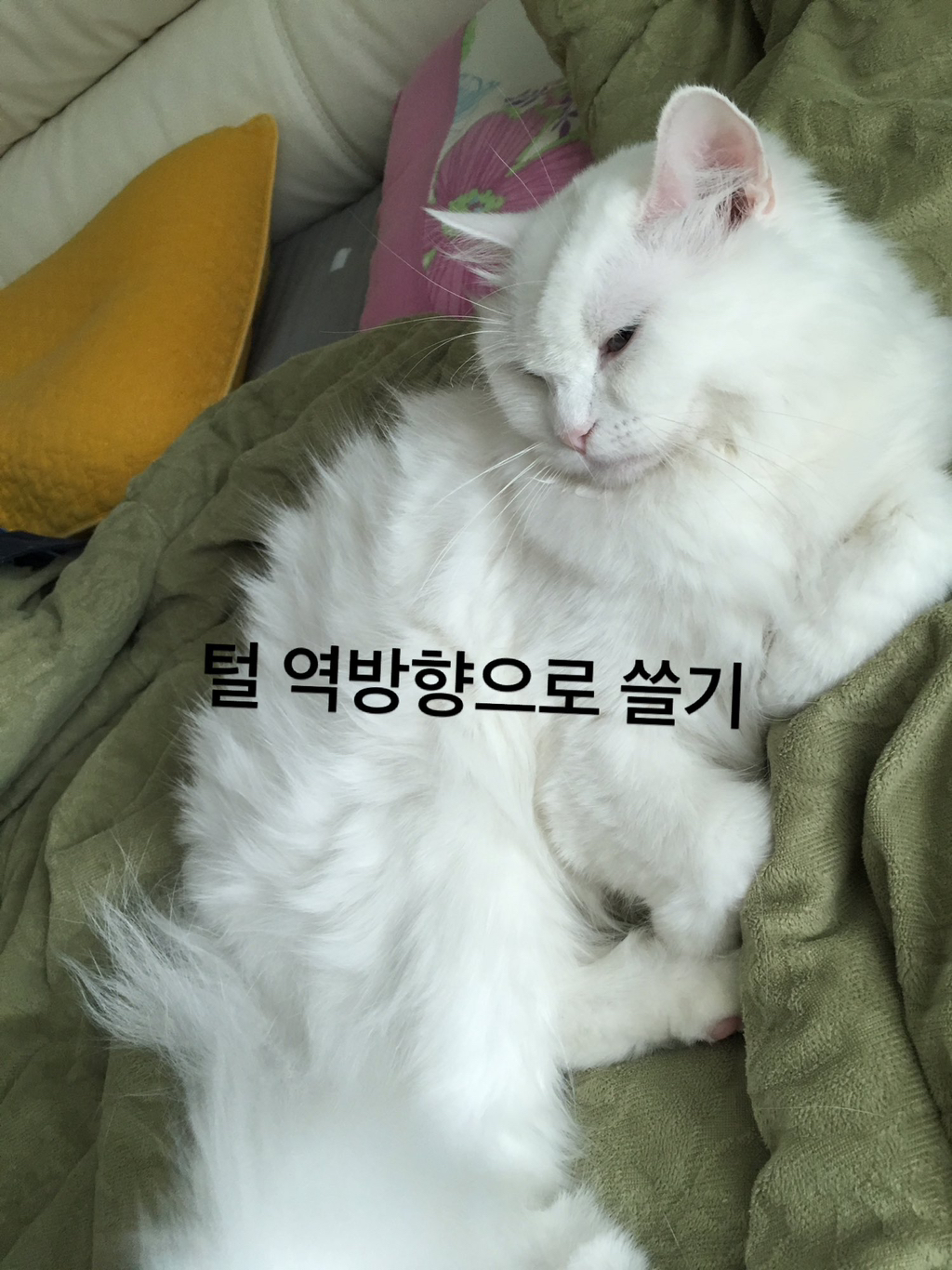 집사들이-평소-고양이한테-하는-짓.twt-1-이미지