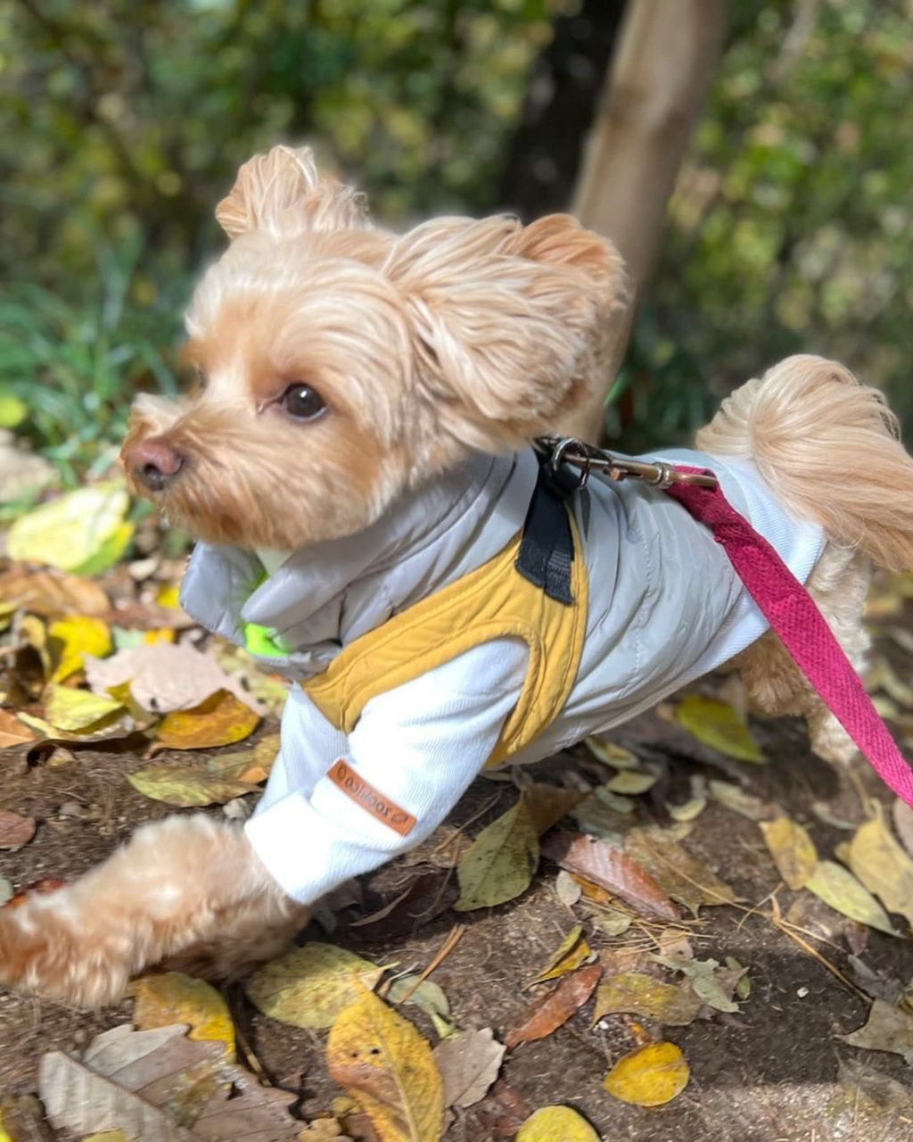 화사-강아지-“똥꼬”-영어이름은..-20-이미지