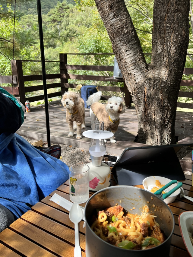 유기견-남매-데려왔는데-너무-귀여워ㅠㅠ-근데-너무-커버렸어;;-19-이미지