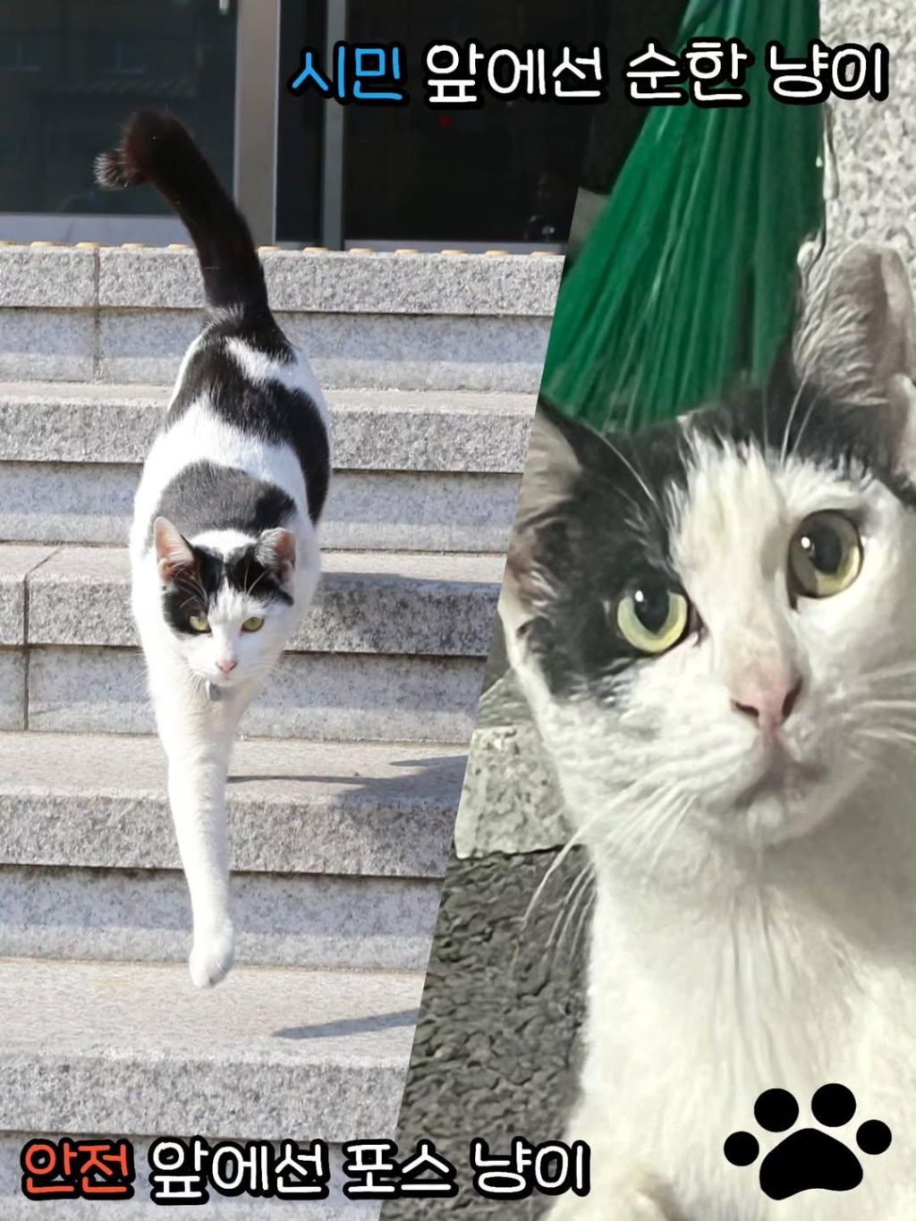 대구경찰청-대구달서경찰서-마스코트-이름이-"돼지"고양이-5-이미지