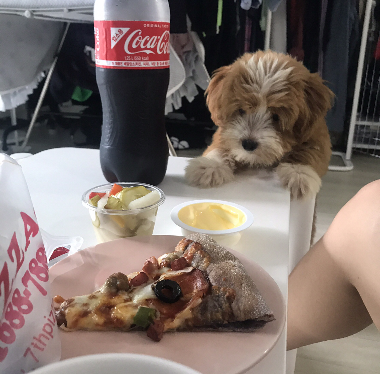 유기견-남매-데려왔는데-너무-귀여워ㅠㅠ-근데-너무-커버렸어;;-3-이미지