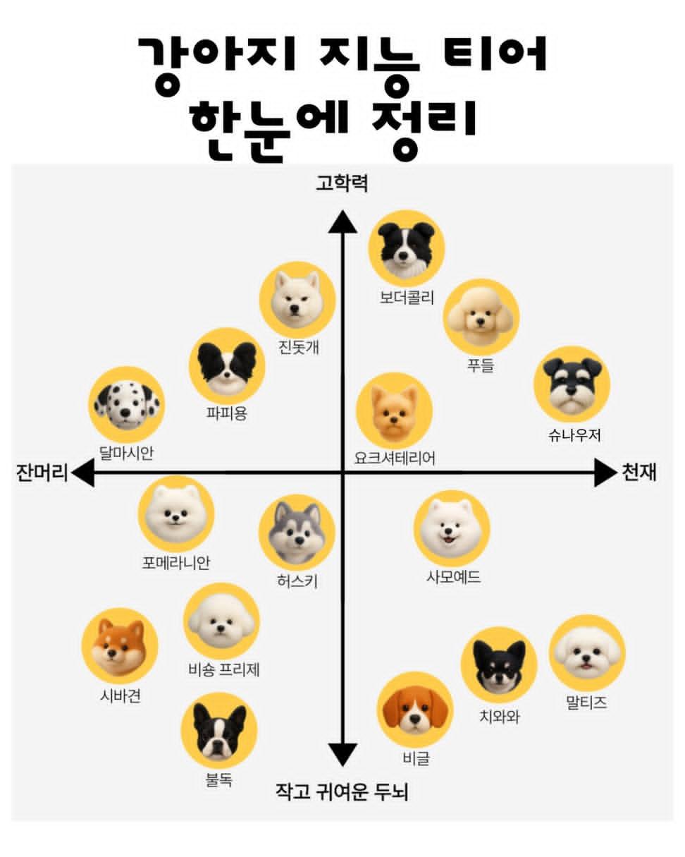 강아지-지능-티어-한눈에-정리-0-이미지