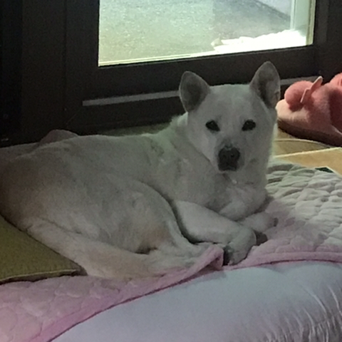 우리-애-아빠-보는-눈빛-봐-52-이미지