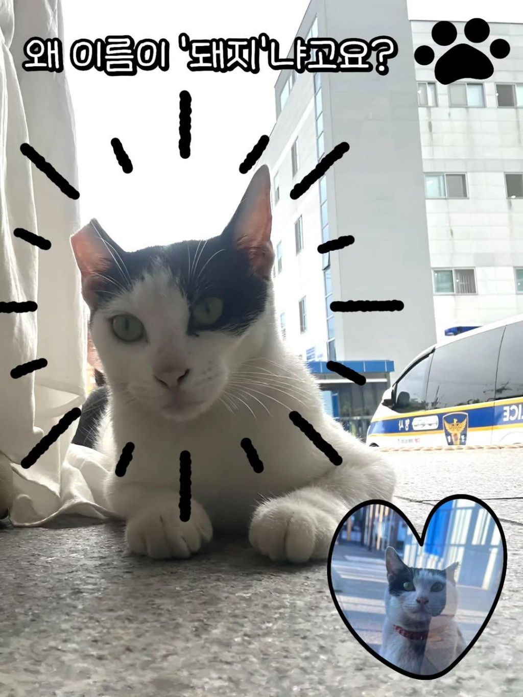 대구경찰청-대구달서경찰서-마스코트-이름이-"돼지"고양이-2-이미지