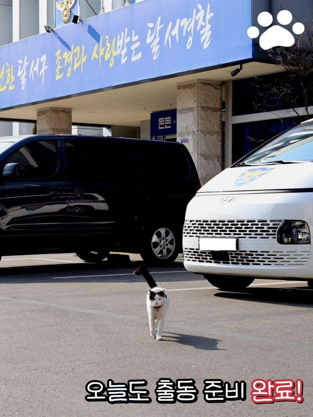 대구경찰청-대구달서경찰서-마스코트-이름이-"돼지"고양이-7-이미지