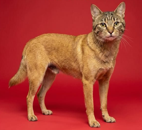 십이지-동물들이-고양이-얼굴을-가졌다면-🐱-10-이미지