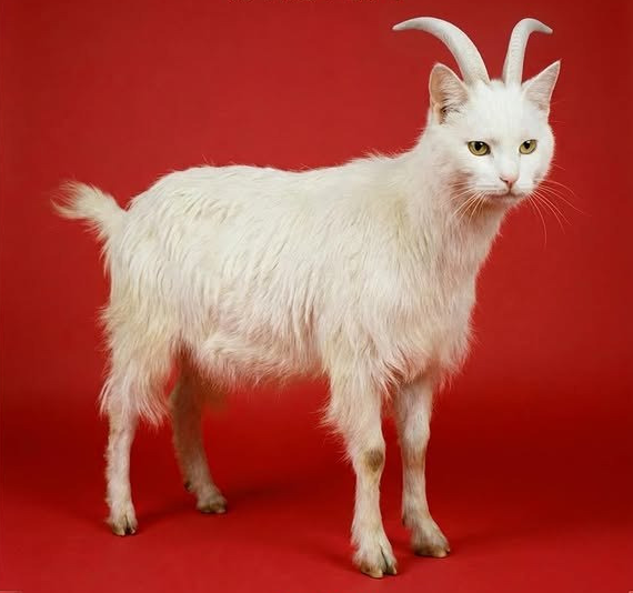 십이지-동물들이-고양이-얼굴을-가졌다면-🐱-7-이미지