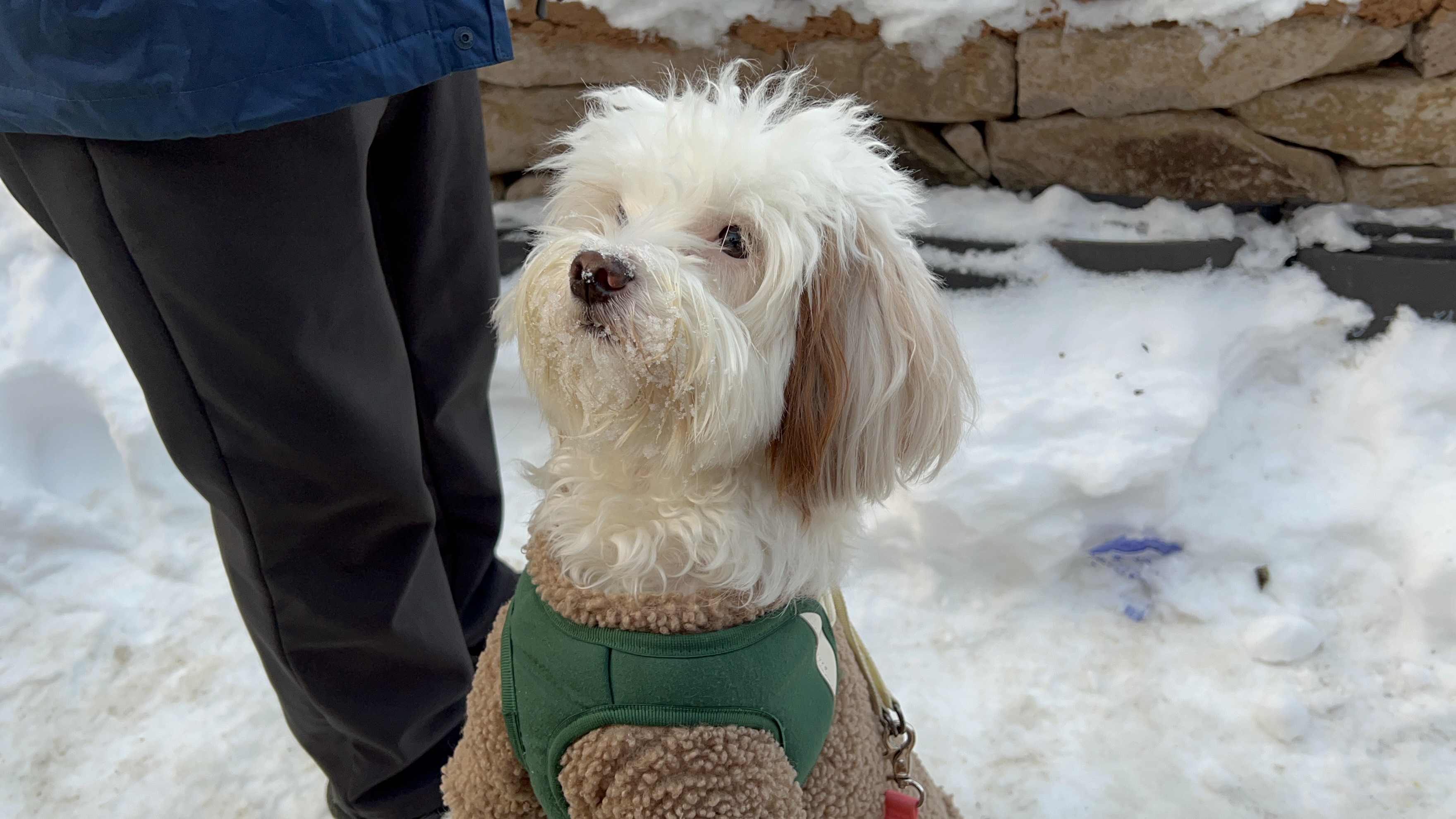 유기견-남매-데려왔는데-너무-귀여워ㅠㅠ-근데-너무-커버렸어;;-55-이미지