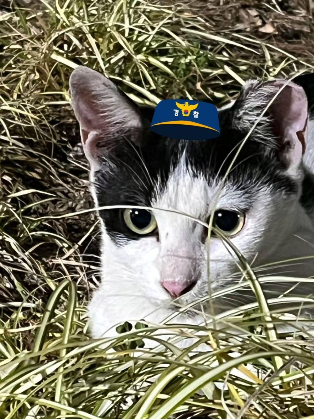 대구경찰청-대구달서경찰서-마스코트-이름이-"돼지"고양이-1-이미지