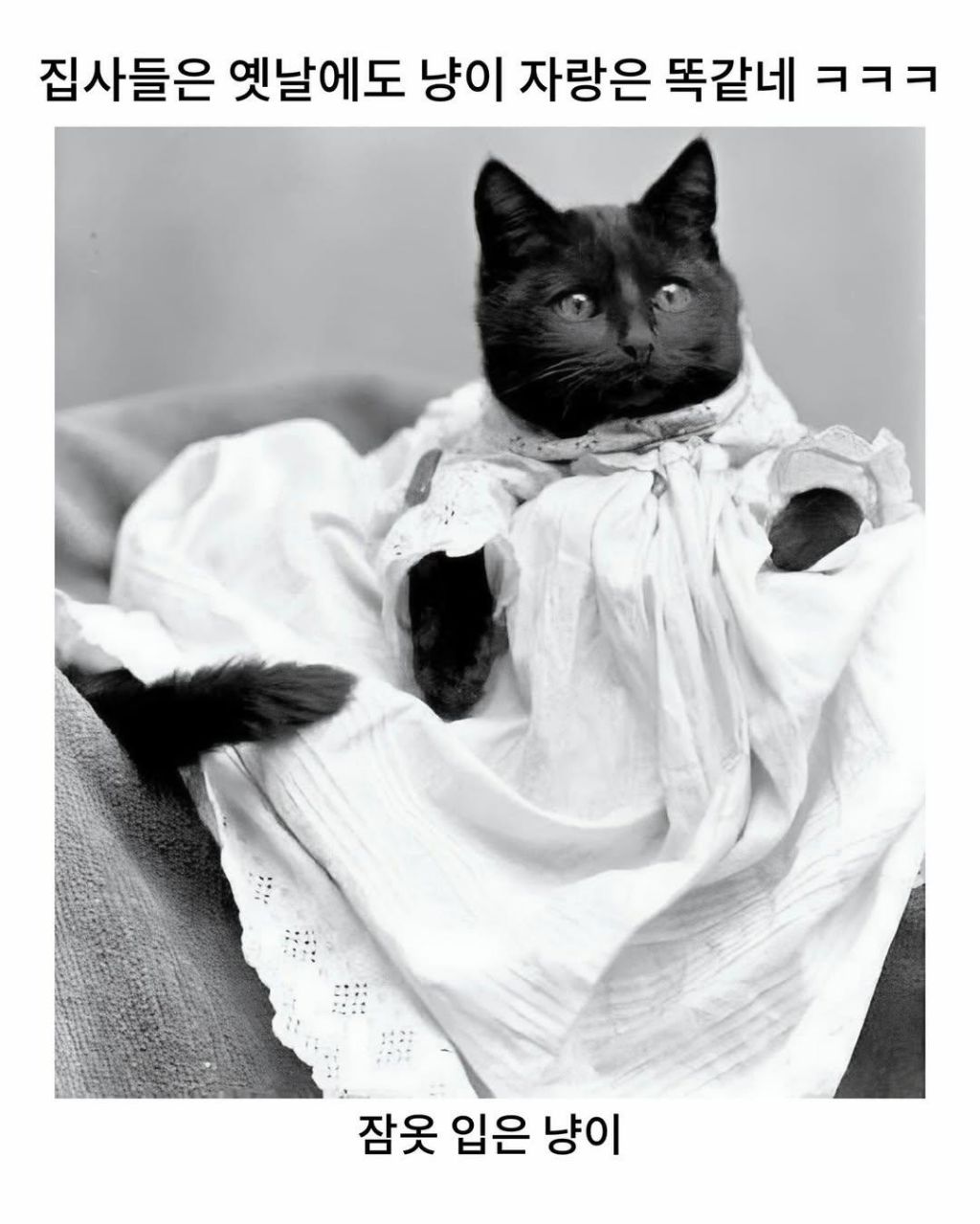 예전이나-지금이나-고양이-자랑은-참는게-아님-0-이미지