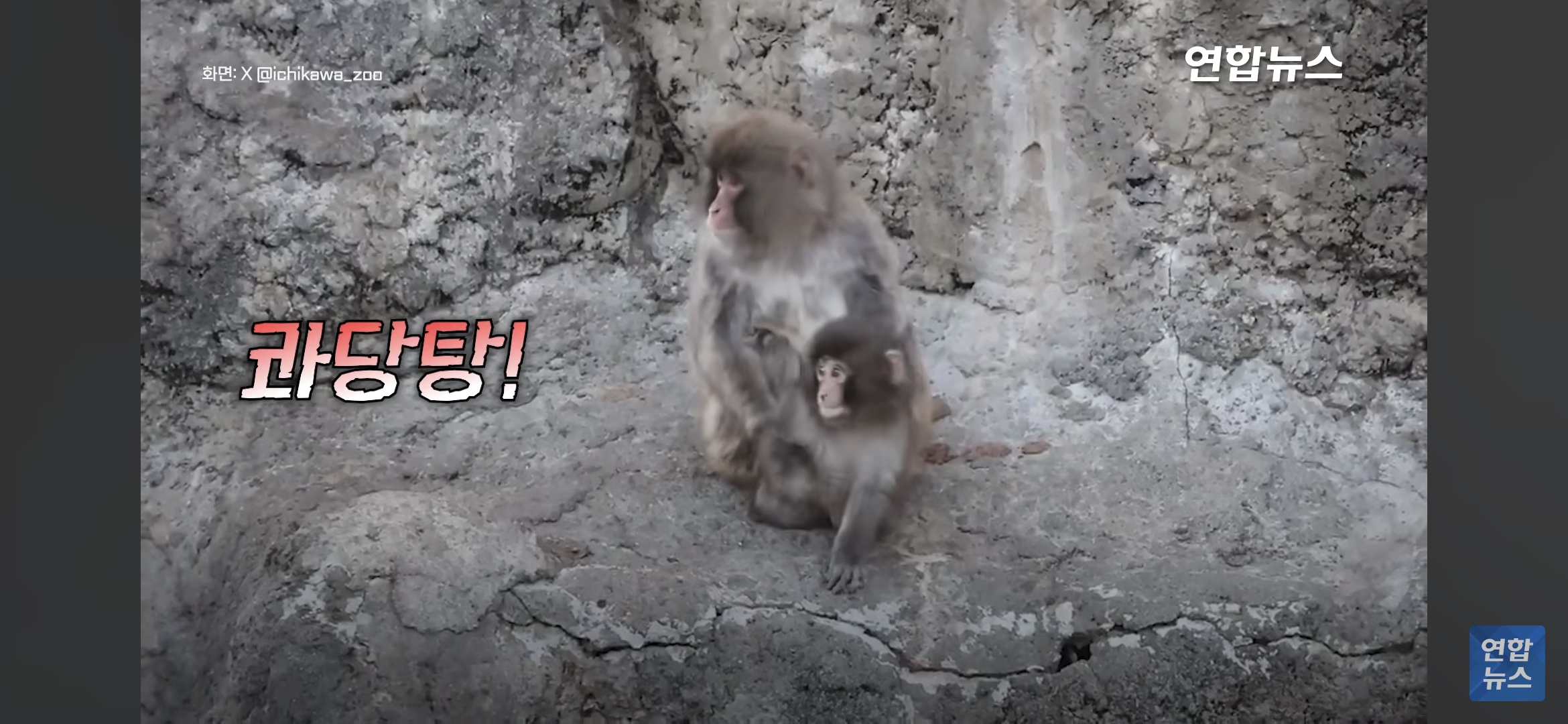 형아숭이한테-꼬옥-안겨있는-새끼-원숭이-펀치-6-이미지