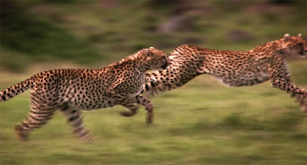 사람을-해친-기록이-없다는-치타.gif-10-이미지