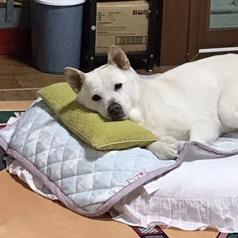 우리-애-아빠-보는-눈빛-봐-64-이미지