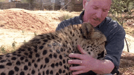 사람을-해친-기록이-없다는-치타.gif-6-이미지