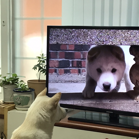 우리-애-아빠-보는-눈빛-봐-22-이미지