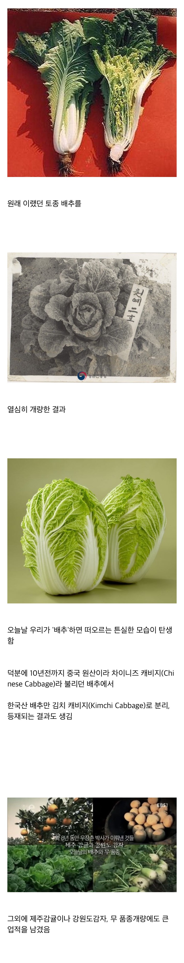 우장춘-박사의-작품인-채소.jpg-0-이미지