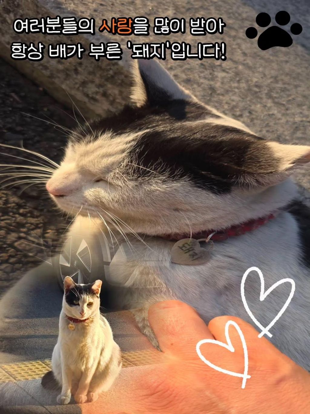 대구경찰청-대구달서경찰서-마스코트-이름이-"돼지"고양이-3-이미지