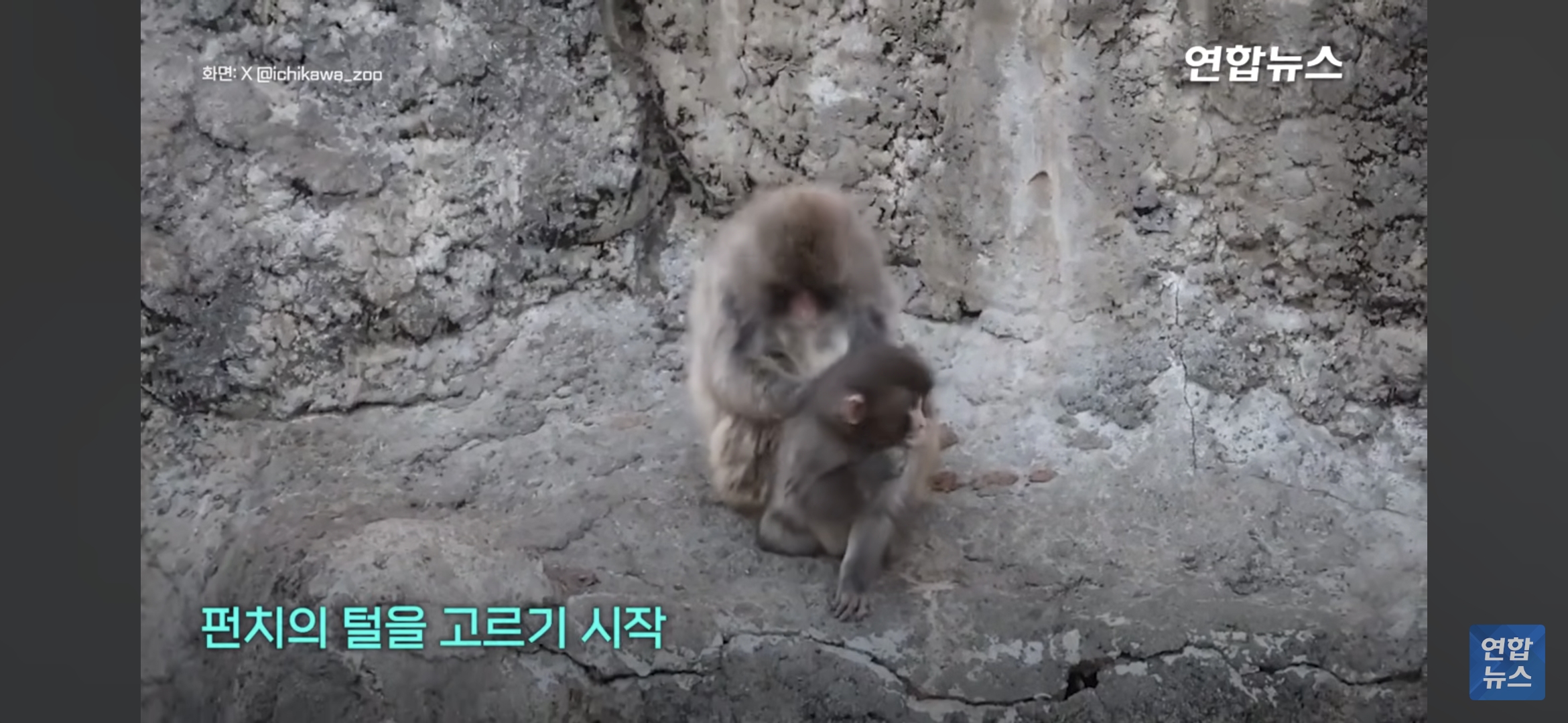 형아숭이한테-꼬옥-안겨있는-새끼-원숭이-펀치-5-이미지