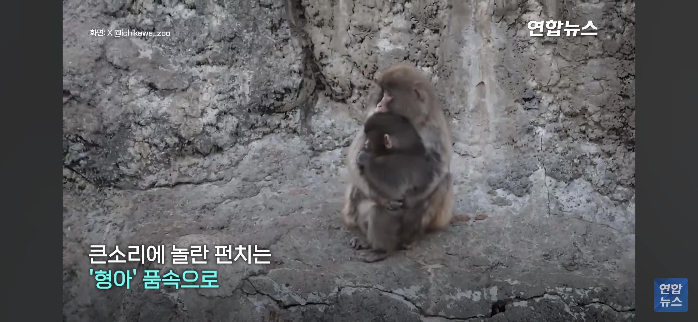 형아숭이한테-꼬옥-안겨있는-새끼-원숭이-펀치-7-이미지