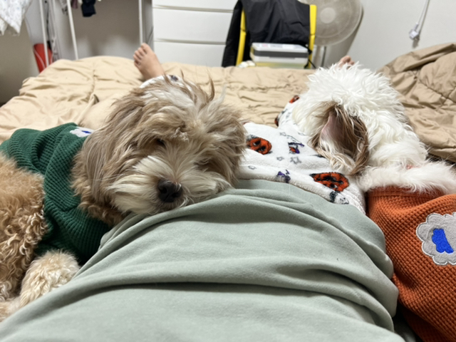 유기견-남매-데려왔는데-너무-귀여워ㅠㅠ-근데-너무-커버렸어;;-42-이미지