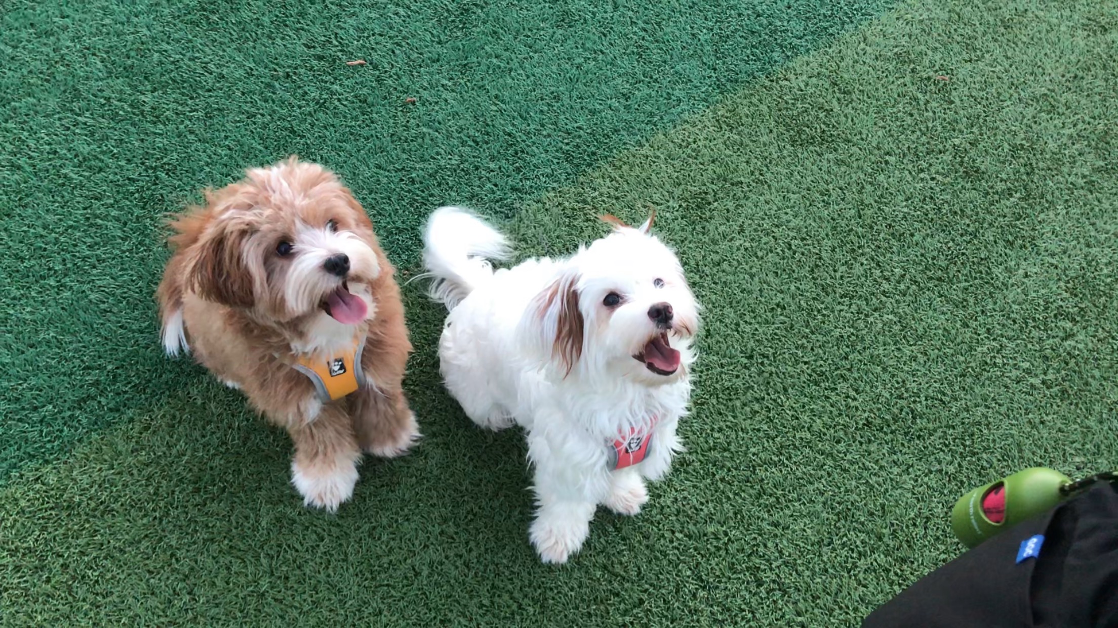 유기견-남매-데려왔는데-너무-귀여워ㅠㅠ-근데-너무-커버렸어;;-5-이미지