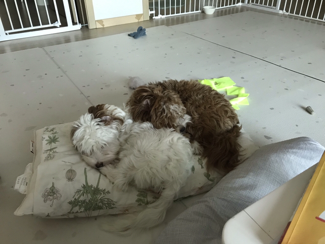 유기견-남매-데려왔는데-너무-귀여워ㅠㅠ-근데-너무-커버렸어;;-43-이미지