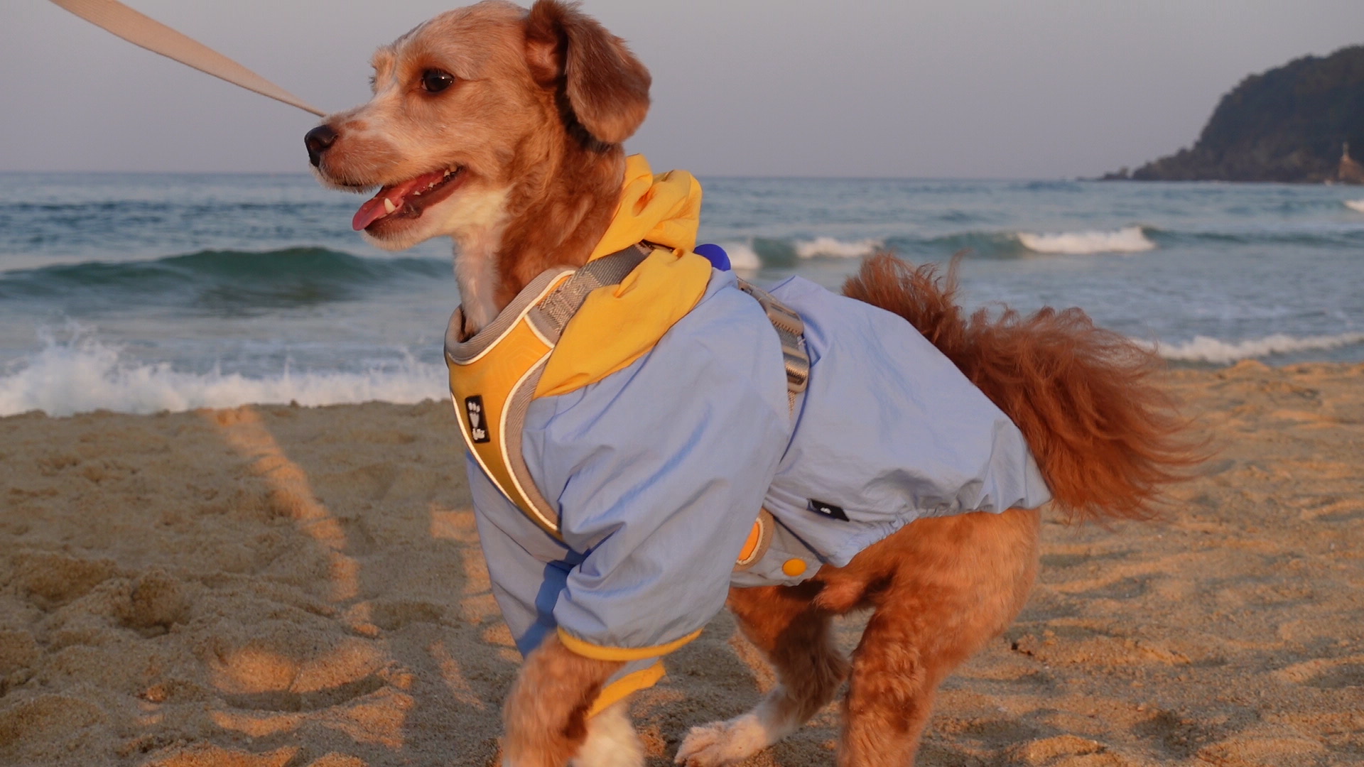 유기견-남매-데려왔는데-너무-귀여워ㅠㅠ-근데-너무-커버렸어;;-13-이미지