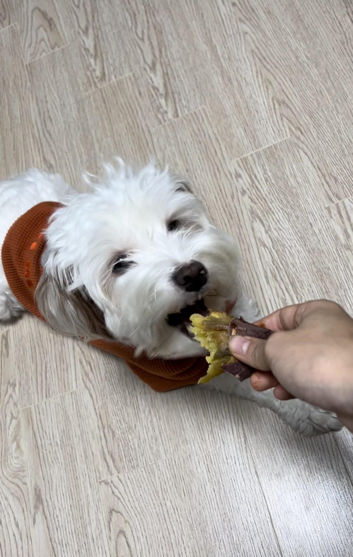 유기견-남매-데려왔는데-너무-귀여워ㅠㅠ-근데-너무-커버렸어;;-50-이미지