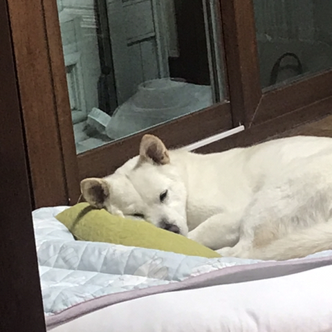 우리-애-아빠-보는-눈빛-봐-65-이미지